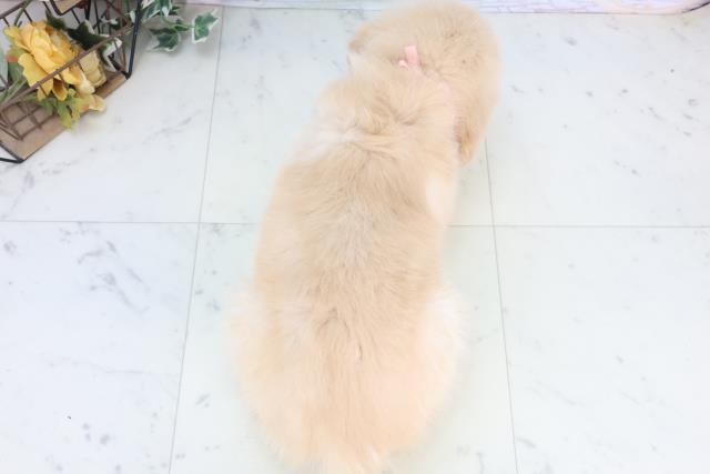 岡山県のゴールデンレトリバー (Coo&RIKU岡山店/2025年11月28日生まれ/女の子/ゴールデン)の子犬の4枚目の画像