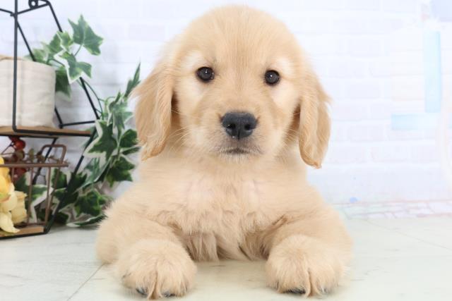沖縄県のゴールデンレトリバー (Coo&RIKU沖縄浦添店/2025年11月28日生まれ/女の子/ゴールデン)の子犬の1枚目の画像