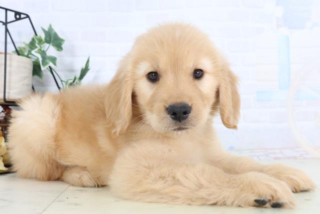 沖縄県のゴールデンレトリバー (Coo&RIKU沖縄浦添店/2025年11月28日生まれ/女の子/ゴールデン)の子犬の2枚目の画像