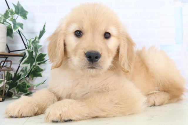 沖縄県のゴールデンレトリバー (Coo&RIKU沖縄浦添店/2025年11月28日生まれ/女の子/ゴールデン)の子犬の3枚目の画像