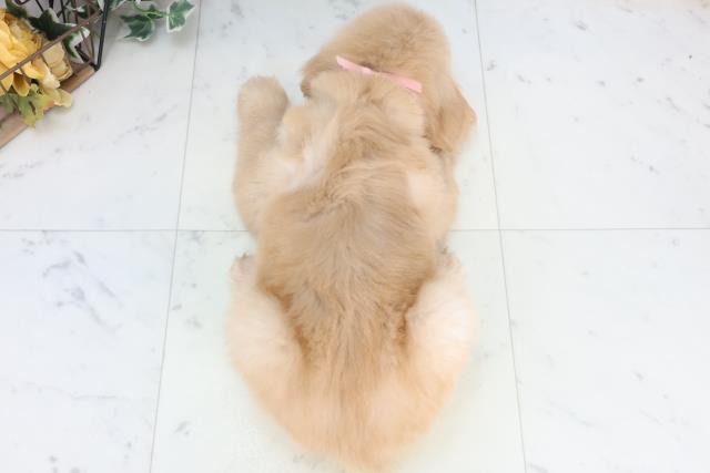 沖縄県のゴールデンレトリバー (Coo&RIKU沖縄浦添店/2025年11月28日生まれ/女の子/ゴールデン)の子犬の4枚目の画像