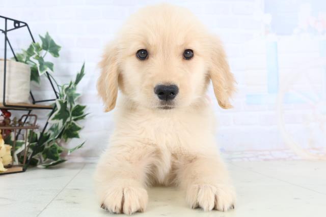 千葉県のゴールデンレトリバー (Coo&RIKU若葉都賀店/2025年11月28日生まれ/女の子/ゴールデン)の子犬の1枚目の画像