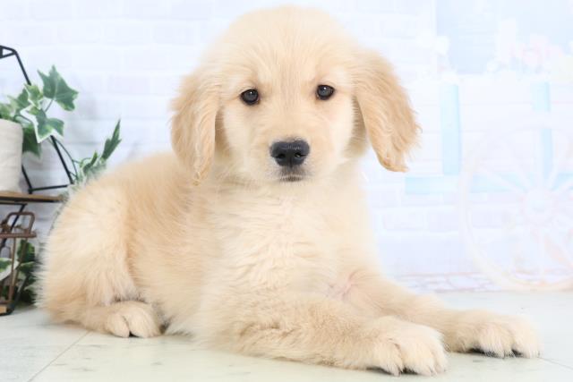 千葉県のゴールデンレトリバー (Coo&RIKU若葉都賀店/2025年11月28日生まれ/女の子/ゴールデン)の子犬の2枚目の画像