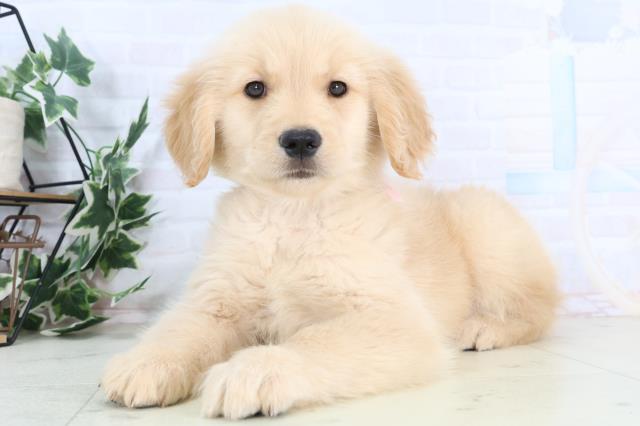 千葉県のゴールデンレトリバー (Coo&RIKU若葉都賀店/2025年11月28日生まれ/女の子/ゴールデン)の子犬の3枚目の画像