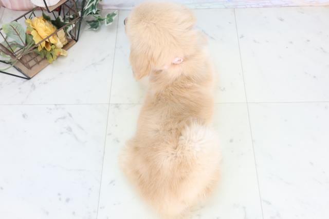 千葉県のゴールデンレトリバー (Coo&RIKU若葉都賀店/2025年11月28日生まれ/女の子/ゴールデン)の子犬の4枚目の画像