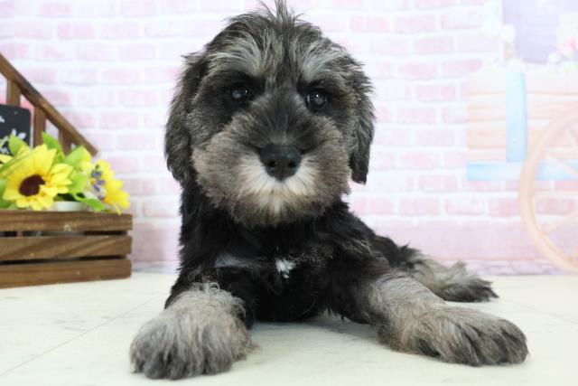 島根県のミニチュアシュナウザー (Coo&RIKU出雲店/2025年11月29日生まれ/男の子/ソルトペッパー)の子犬の1枚目の画像