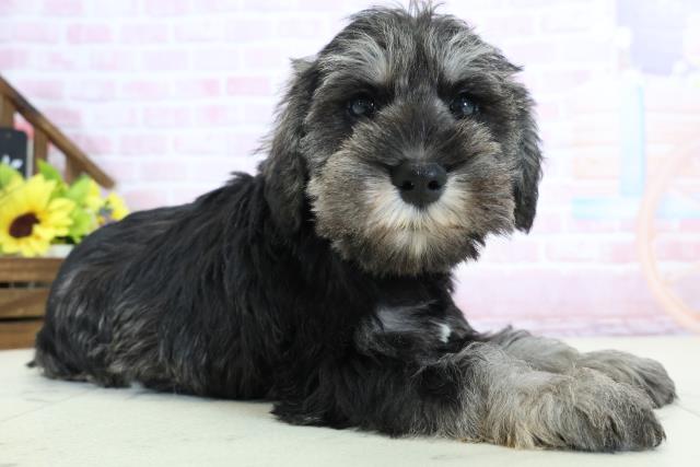 島根県のミニチュアシュナウザー (Coo&RIKU出雲店/2025年11月29日生まれ/男の子/ソルトペッパー)の子犬の2枚目の画像