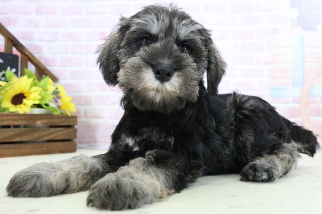 島根県のミニチュアシュナウザー (Coo&RIKU出雲店/2025年11月29日生まれ/男の子/ソルトペッパー)の子犬の3枚目の画像