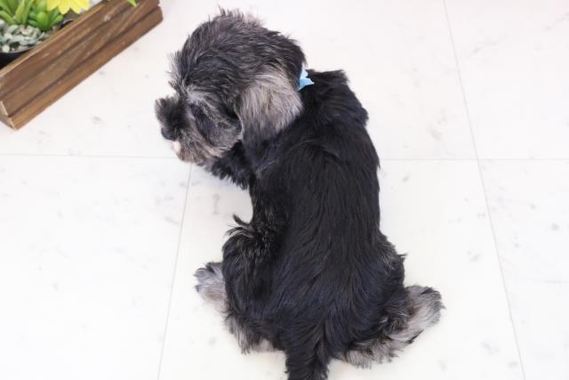 島根県のミニチュアシュナウザー (Coo&RIKU出雲店/2025年11月29日生まれ/男の子/ソルトペッパー)の子犬の4枚目の画像