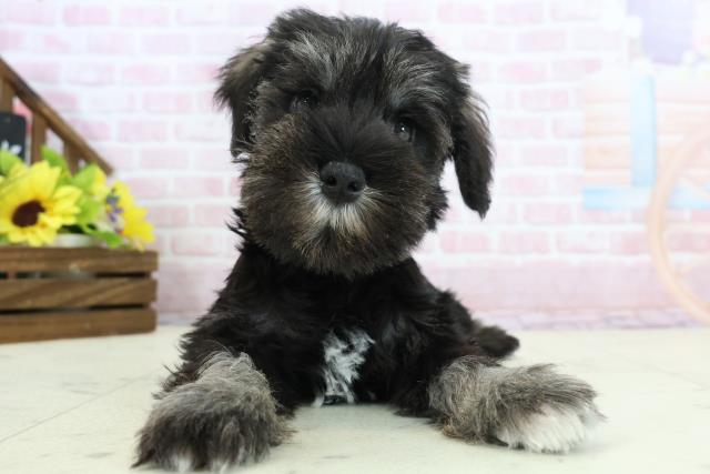 高知県のミニチュアシュナウザー (Coo&RIKU高知御座店/2025年11月29日生まれ/男の子/ソルトペッパー)の子犬の1枚目の画像