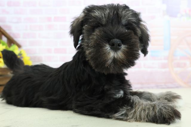 高知県のミニチュアシュナウザー (Coo&RIKU高知御座店/2025年11月29日生まれ/男の子/ソルトペッパー)の子犬の2枚目の画像