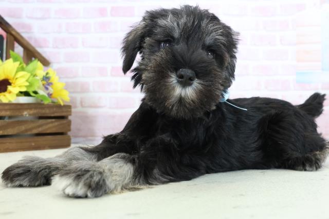 高知県のミニチュアシュナウザー (Coo&RIKU高知御座店/2025年11月29日生まれ/男の子/ソルトペッパー)の子犬の3枚目の画像