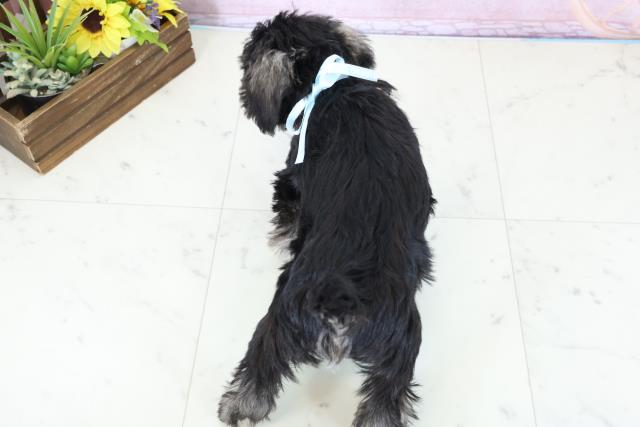 高知県のミニチュアシュナウザー (Coo&RIKU高知御座店/2025年11月29日生まれ/男の子/ソルトペッパー)の子犬の4枚目の画像