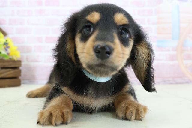 沖縄県のミニチュアダックスフンド(ロング) (Coo&RIKU石垣店/2025年11月30日生まれ/男の子/ブラックタン)の子犬の1枚目の画像