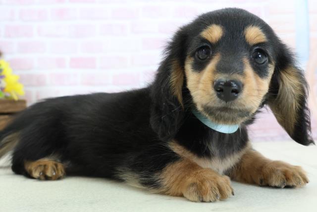 沖縄県のミニチュアダックスフンド(ロング) (Coo&RIKU石垣店/2025年11月30日生まれ/男の子/ブラックタン)の子犬の2枚目の画像