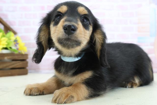 沖縄県のミニチュアダックスフンド(ロング) (Coo&RIKU石垣店/2025年11月30日生まれ/男の子/ブラックタン)の子犬の3枚目の画像