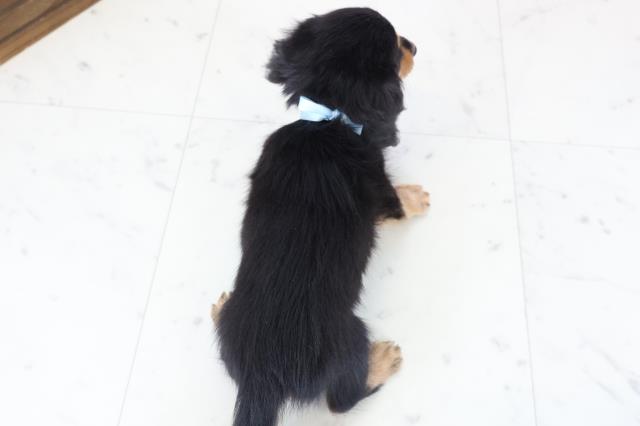 沖縄県のミニチュアダックスフンド(ロング) (Coo&RIKU石垣店/2025年11月30日生まれ/男の子/ブラックタン)の子犬の4枚目の画像