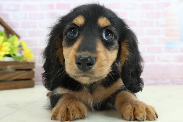 島根県のミニチュアダックスフンド(ロング) (Coo&RIKU出雲店/2025年11月30日生まれ/男の子/ブラックタン)の子犬の1枚目の画像