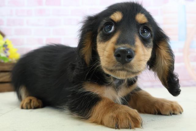 島根県のミニチュアダックスフンド(ロング) (Coo&RIKU出雲店/2025年11月30日生まれ/男の子/ブラックタン)の子犬の2枚目の画像