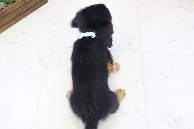 島根県のミニチュアダックスフンド(ロング) (Coo&RIKU出雲店/2025年11月30日生まれ/男の子/ブラックタン)の子犬の4枚目の画像