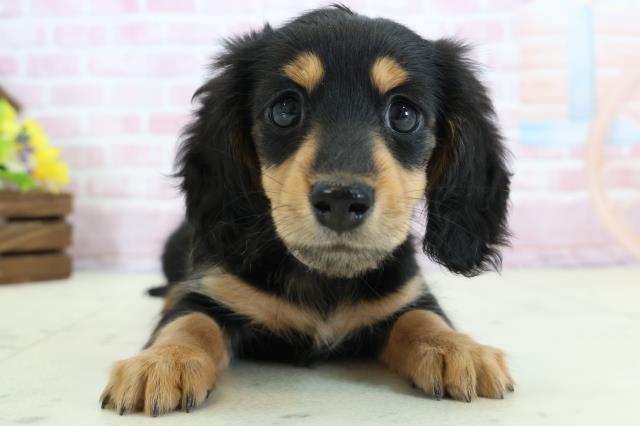 徳島県のミニチュアダックスフンド(ロング) (Coo&RIKU徳島店/2025年11月30日生まれ/女の子/ブラックタン)の子犬の1枚目の画像