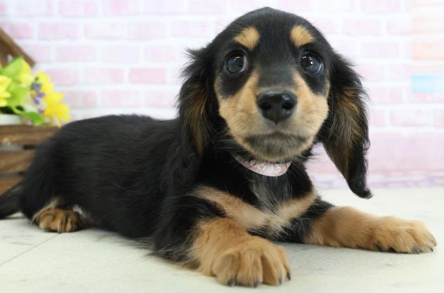 徳島県のミニチュアダックスフンド(ロング) (Coo&RIKU徳島店/2025年11月30日生まれ/女の子/ブラックタン)の子犬の2枚目の画像