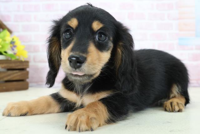 徳島県のミニチュアダックスフンド(ロング) (Coo&RIKU徳島店/2025年11月30日生まれ/女の子/ブラックタン)の子犬の3枚目の画像