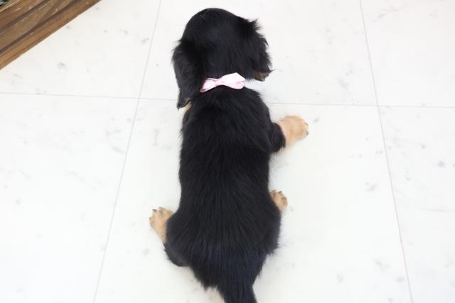 徳島県のミニチュアダックスフンド(ロング) (Coo&RIKU徳島店/2025年11月30日生まれ/女の子/ブラックタン)の子犬の4枚目の画像