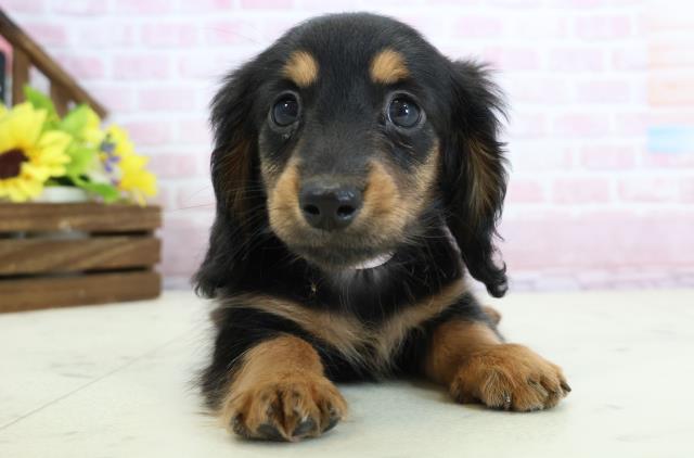 広島県のミニチュアダックスフンド(ロング) (Coo&RIKUゆめタウン大竹店/2025年11月30日生まれ/女の子/ブラックタン)の子犬の1枚目の画像