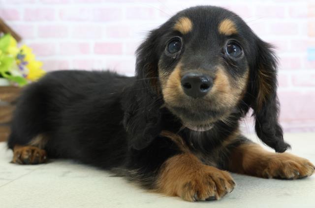 広島県のミニチュアダックスフンド(ロング) (Coo&RIKUゆめタウン大竹店/2025年11月30日生まれ/女の子/ブラックタン)の子犬の2枚目の画像