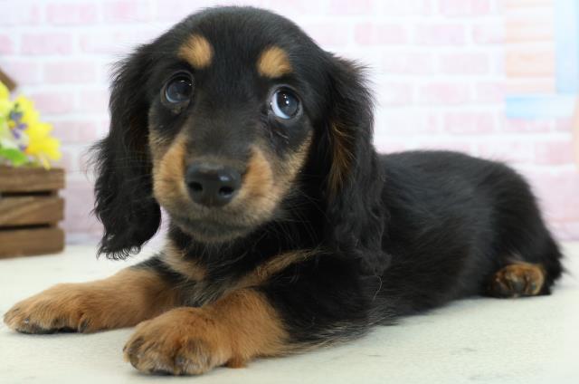 広島県のミニチュアダックスフンド(ロング) (Coo&RIKUゆめタウン大竹店/2025年11月30日生まれ/女の子/ブラックタン)の子犬の3枚目の画像