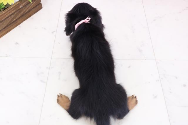 広島県のミニチュアダックスフンド(ロング) (Coo&RIKUゆめタウン大竹店/2025年11月30日生まれ/女の子/ブラックタン)の子犬の4枚目の画像