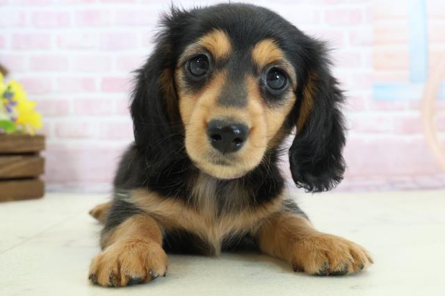 広島県のミニチュアダックスフンド(ロング) (Coo&RIKU福山店/2025年11月30日生まれ/女の子/ブラックタン)の子犬の1枚目の画像