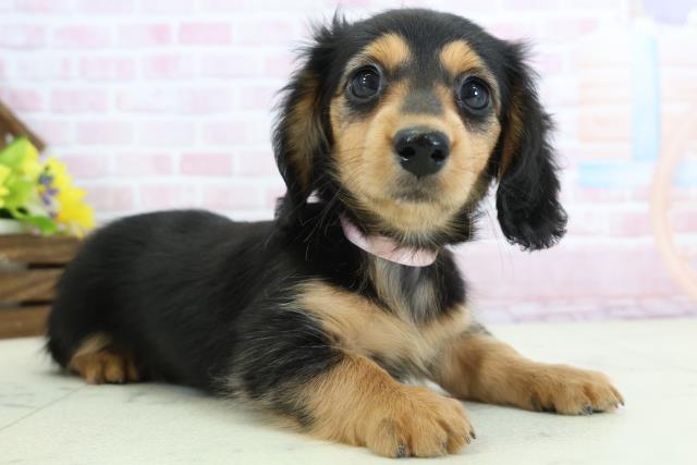 広島県のミニチュアダックスフンド(ロング) (Coo&RIKU福山店/2025年11月30日生まれ/女の子/ブラックタン)の子犬の2枚目の画像