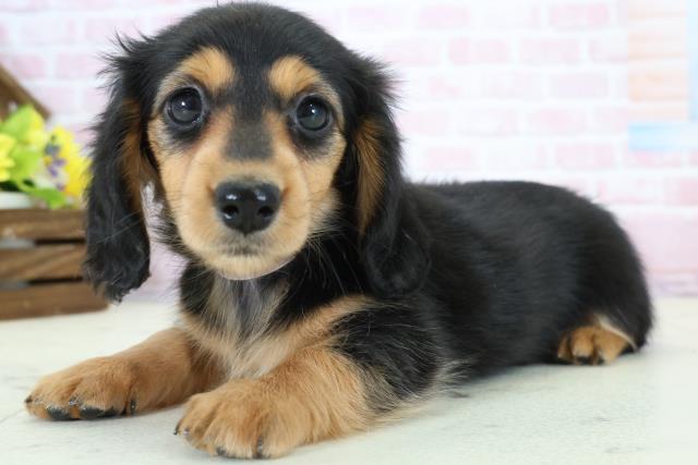 広島県のミニチュアダックスフンド(ロング) (Coo&RIKU福山店/2025年11月30日生まれ/女の子/ブラックタン)の子犬の3枚目の画像