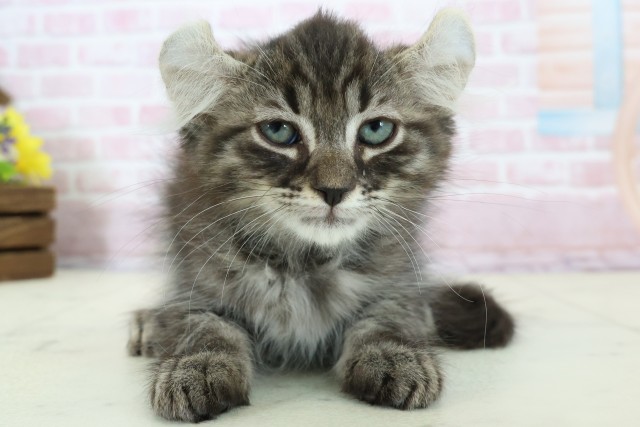 広島県のキンカロー (Coo&RIKU福山店/2025年11月14日生まれ/男の子/ブラウンタビー)の子猫の1枚目の画像