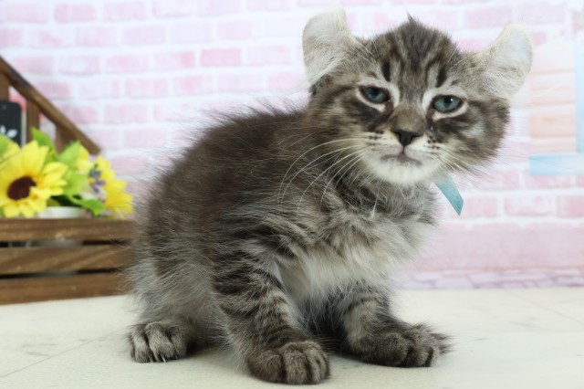 広島県のキンカロー (Coo&RIKU福山店/2025年11月14日生まれ/男の子/ブラウンタビー)の子猫の2枚目の画像