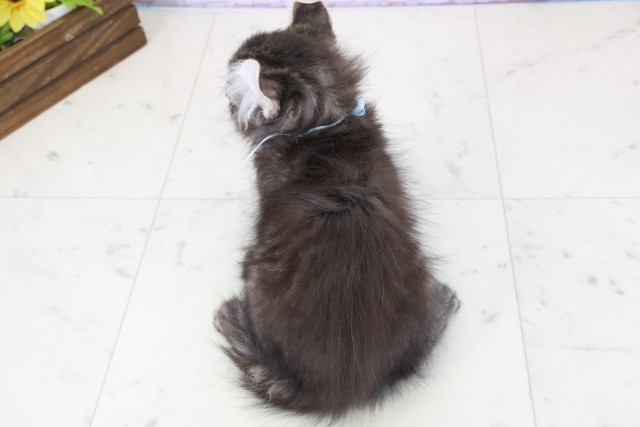 広島県のキンカロー (Coo&RIKU福山店/2025年11月14日生まれ/男の子/ブラウンタビー)の子猫の4枚目の画像