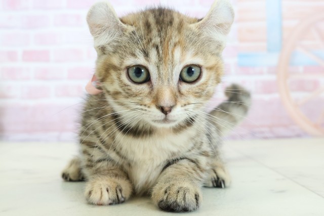 広島県のキンカロー (Coo&RIKU広島中央店/2025年11月14日生まれ/女の子/ブラウンタビー)の子猫の1枚目の画像