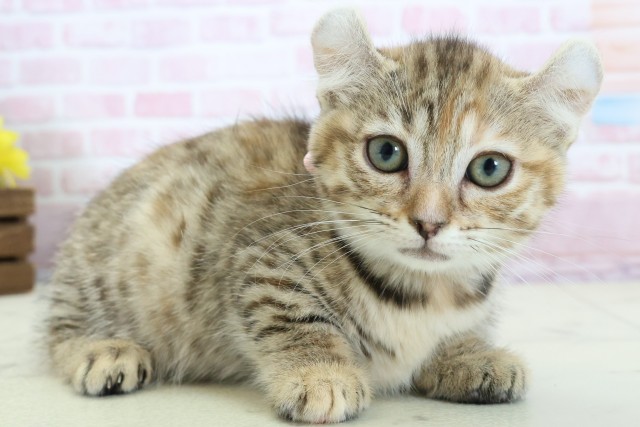 広島県のキンカロー (Coo&RIKU広島中央店/2025年11月14日生まれ/女の子/ブラウンタビー)の子猫の2枚目の画像