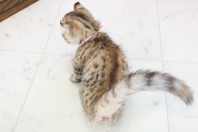 広島県のキンカロー (Coo&RIKU広島中央店/2025年11月14日生まれ/女の子/ブラウンタビー)の子猫の4枚目の画像