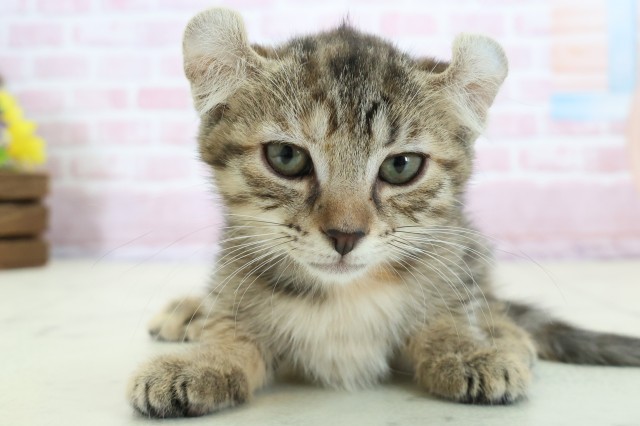 広島県のキンカロー (Coo&RIKUゆめタウン大竹店/2025年11月14日生まれ/女の子/ブラウンタビー)の子猫の1枚目の画像