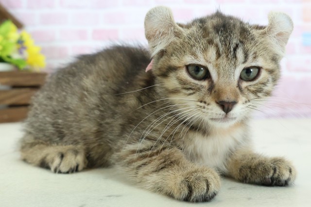 広島県のキンカロー (Coo&RIKUゆめタウン大竹店/2025年11月14日生まれ/女の子/ブラウンタビー)の子猫の2枚目の画像