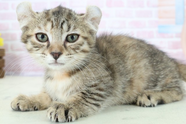 広島県のキンカロー (Coo&RIKUゆめタウン大竹店/2025年11月14日生まれ/女の子/ブラウンタビー)の子猫の3枚目の画像