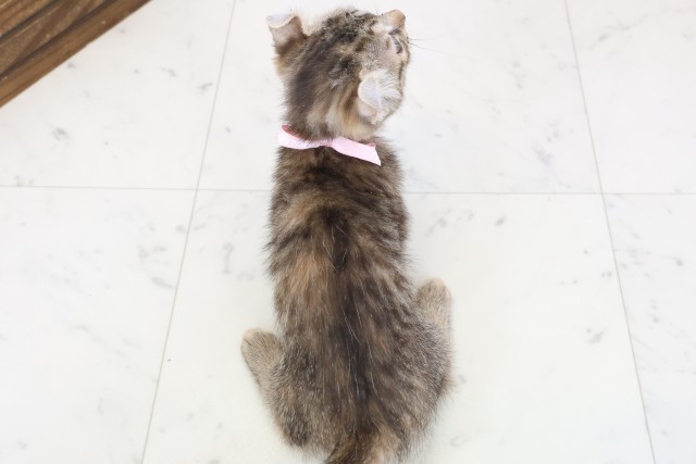 広島県のキンカロー (Coo&RIKUゆめタウン大竹店/2025年11月14日生まれ/女の子/ブラウンタビー)の子猫の4枚目の画像