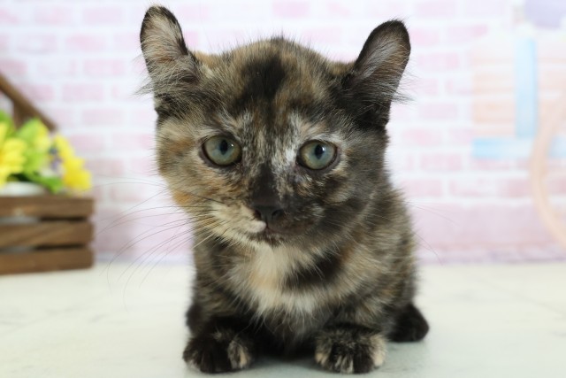 高知県のキンカロー (Coo&RIKU高知御座店/2025年11月14日生まれ/女の子/トーティー)の子猫の1枚目の画像