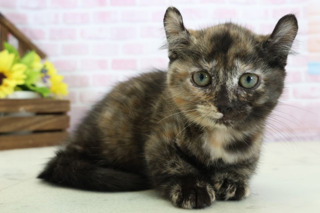 高知県のキンカロー (Coo&RIKU高知御座店/2025年11月14日生まれ/女の子/トーティー)の子猫の2枚目の画像