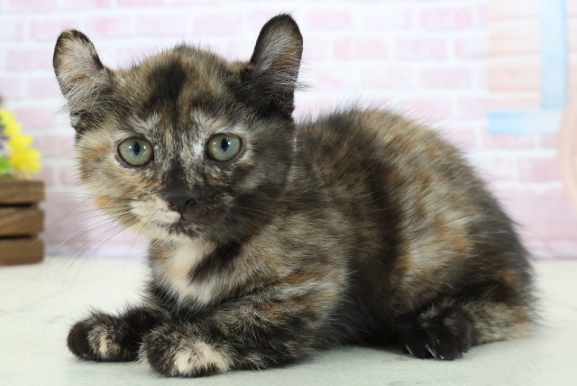 高知県のキンカロー (Coo&RIKU高知御座店/2025年11月14日生まれ/女の子/トーティー)の子猫の3枚目の画像