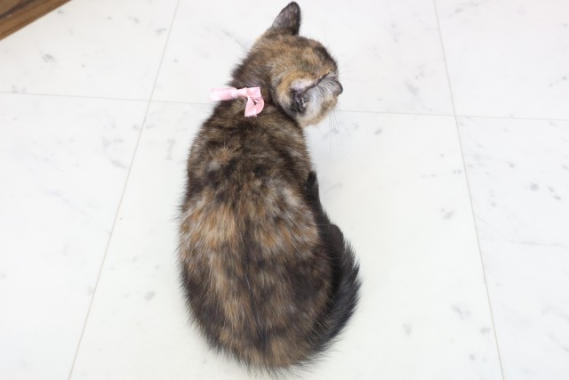 高知県のキンカロー (Coo&RIKU高知御座店/2025年11月14日生まれ/女の子/トーティー)の子猫の4枚目の画像