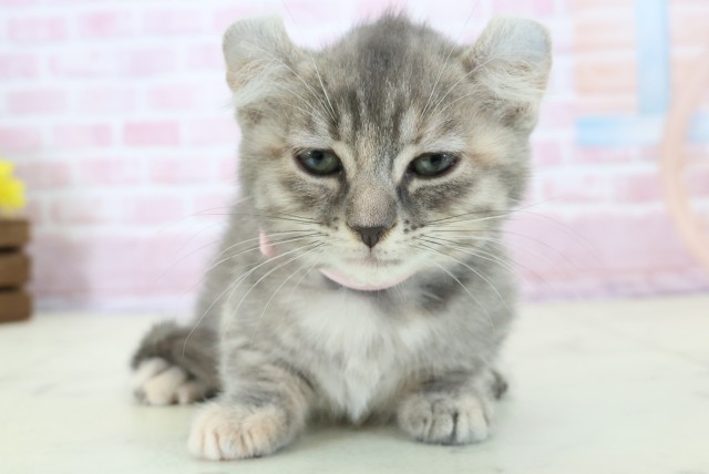 香川県のキンカロー (Coo&RIKU高松上福岡店/2025年11月14日生まれ/女の子/ブラウンタビー)の子猫の1枚目の画像